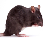 rat