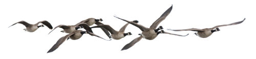 Migrating Birds Migrating Birds